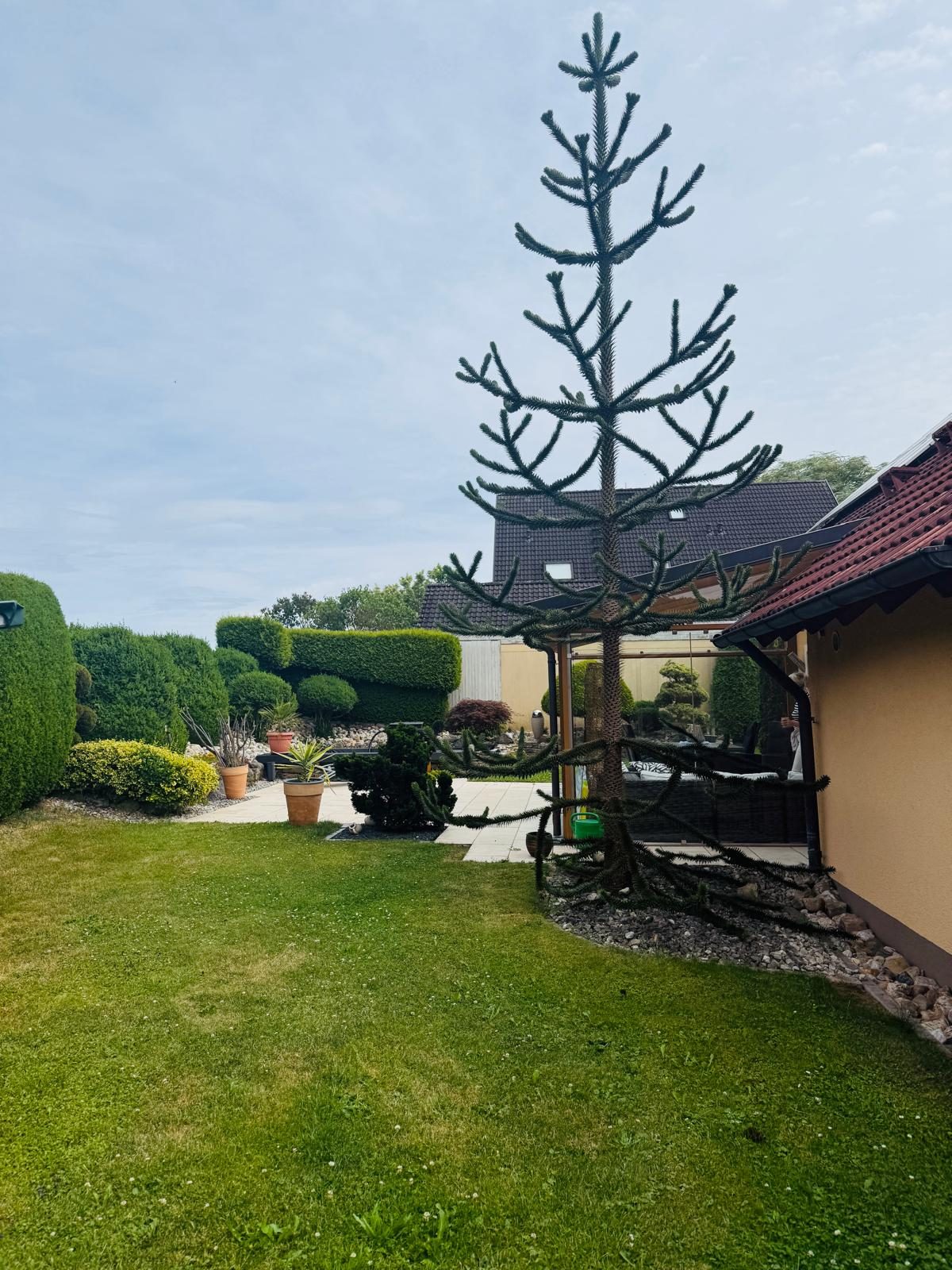 Garten mit Formgehölzen